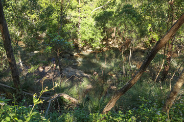 Beautiful tranquil waterhole at Cedar Creek Falls in Queensland, Australia. Natural creek in rainforest.