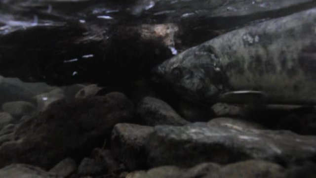 Chum salmon dying after spawning