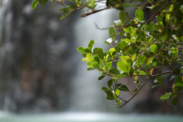 Close up image of lush green foliage in foreground with tranquil blue water blurred out in background shot with a narrow depth of field