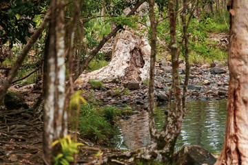 Plants and tree roots growing among damp rocks in rainforest at Cedar Creek Falls near Airlie Beach, Queensland Australia