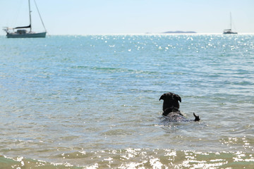 Rottweiler dog playing and swimming at the beach at Cape Gloucester, North Queensland, Australia