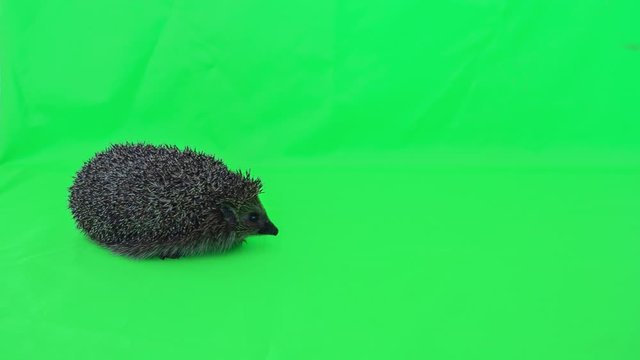 This stock video shows a hedgehog walking, sniffing and sneezing in front of a green screen.