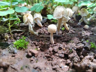 mushroom in forest