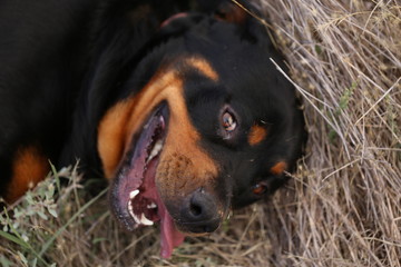 Large happy rottweiler dog rolling in long dry grass