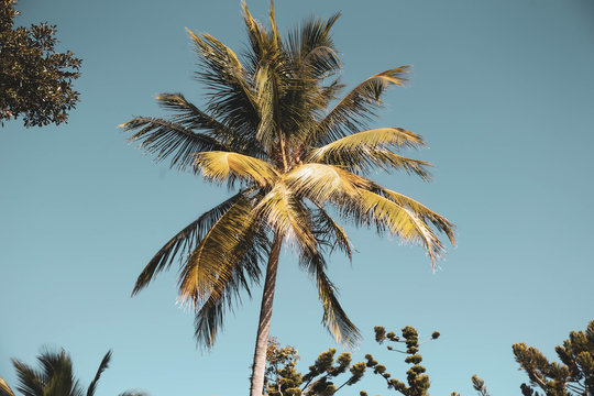 Tall coconut palm tree in tropical north Queenland, muted tones