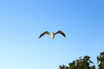 Seagull flying overhead by the beach at Mandalay near Airlie Beach, Queensland