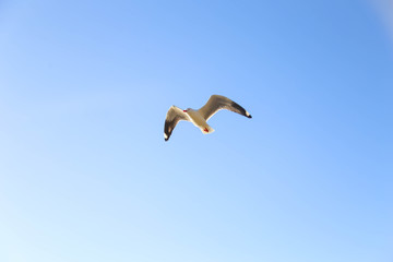 Seagull flying overhead by the beach at Mandalay near Airlie Beach, Queensland