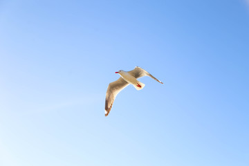 Seagull flying overhead by the beach at Mandalay near Airlie Beach, Queensland