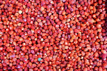 Alpine wood strawberries (fragaria vesca) at a farmers market in Belgrade, Serbia