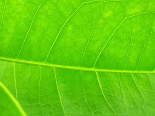 Fototapeta na wymiar Close up green leaves pattern background texture. 