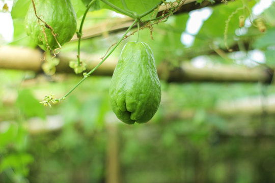 fresh chayote surrounded by leaves  in the garden