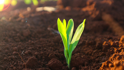 Corn seedlings with sunlight Thailand