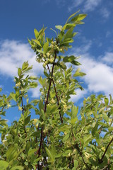 flowering branches of honeysuckle tree with fragrant flowers in the garden in spring among green leaves against the blue sky
