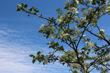 flowering branches of honeysuckle tree with fragrant flowers in the garden in spring among green leaves against the blue sky