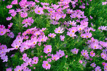 cosmos flowers