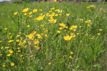 bright yellow wildflowers grow in the garden among the green grass in summer
