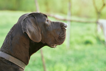 portrait of a dog