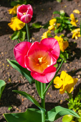 Close-up of warm pink tulip bud in a garden.