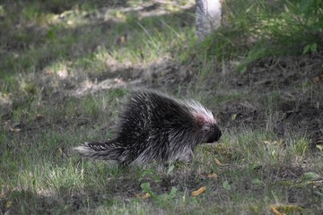 porcupine in forest with its quills raised