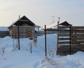 dog Laika tied on a chain in the yard at the house in the village guards in the winter