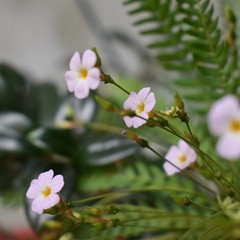 flowers in garden