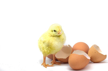 beautiful little chicken, egg and eggshell isolated on the white