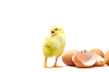 yellow little cute chicken, egg and broken eggshell isolated on the white background, selective focus