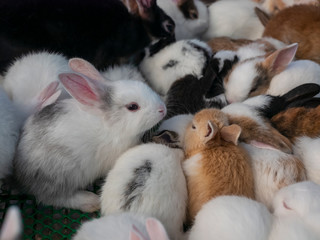 The rabbit is a mammal. Humans used as pets inside the shelter.