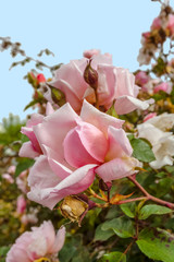 pink rose on a background