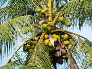 coconut on the tree