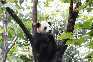 Panda Cub is Relaxing on the Tree, Chengdu, China