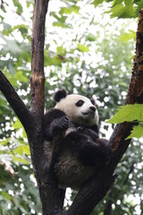 Panda Cub is Relaxing on the Tree, Chengdu, China