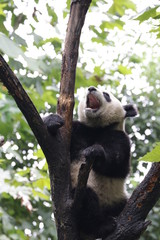 Obraz premium Panda Cub is Relaxing on the Tree, Chengdu, China