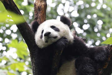 Panda on the Tree, Chengdu, China