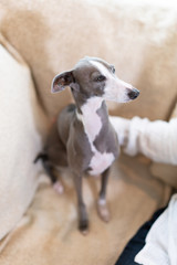 なでられるイタリアングレイハウンド犬