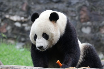 giant panda bear