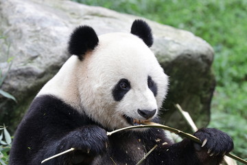 Obraz premium Close up American Born Panda, Xiao Li Wu