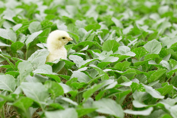 Little cute baby chicks between the leaves, playing in nature with light beam, yellow newborn baby chicks, selective focus