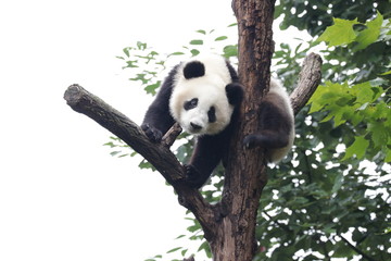 Fototapeta premium Fluffy Playful Panda Cub on the Tree, Chengdu, China