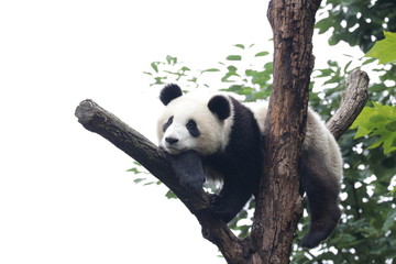 Fluffy Playful Panda Cub on the Tree, Chengdu, China