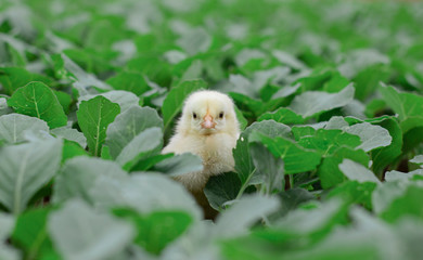 Little cute baby chicks between the leaves, playing in nature with light beam, yellow newborn baby chicks, selective focus