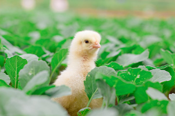 Little cute baby chicks between the leaves, playing in nature with light beam, yellow newborn baby chicks, selective focus