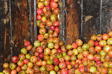 Harvested cider apples inside distillery in Somerset, United Kingdom
