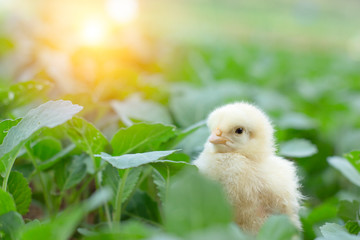 Little cute baby chicks between the leaves, playing in nature with light beam, yellow newborn baby chicks, selective focus