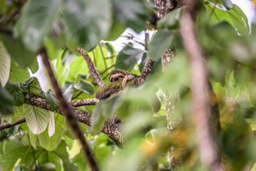 sloth three toe juvenile playful in tree manuel antonio national park costa rica, central america in tropical jungle