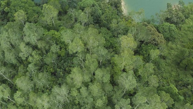 Aerial of flying over a beautiful green forest and the sea. 4K