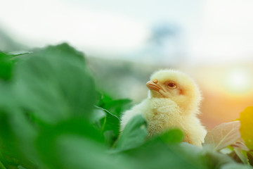 Little cute baby chicks between the leaves, playing in nature with light beam, yellow newborn baby chicks, selective focus