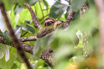 sloth three toe juvenile playful in tree manuel antonio national park costa rica, central america...