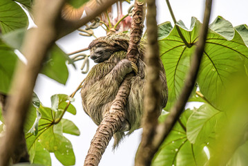 sloth three toe juvenile playful in tree manuel antonio national park costa rica, central america in tropical jungle © CL-Medien