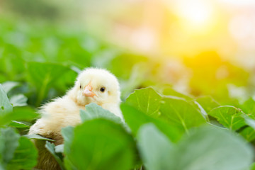 Little cute baby chicks between the leaves, playing in nature with light beam, yellow newborn baby chicks, selective focus